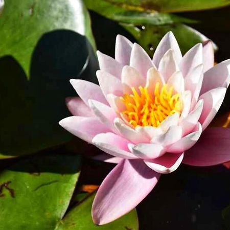 Le Crusoe A L'Etang D'Anty - Appartement Saint-Nabord ภายนอก รูปภาพ